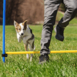 Towcester Vets’ Guide to Building a Dog Obstacle Course