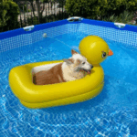 Summer Pet Water-Safety Tips from Towcester Vets