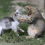 Cat Territory Issues? Read Tips from Towcester Vets