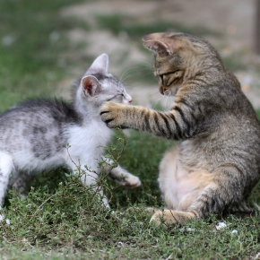 Cat Territory Issues? Read Tips from Towcester Vets