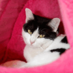 International Cat Day Fun with Our Vets in Towcester