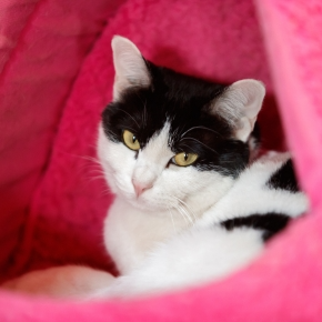 International Cat Day Fun with Our Vets in Towcester