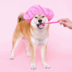 Fun Tips for Easy Pet Dental Care from Towcester Vets