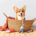 6 Pet Care Life Hacks from Pet Parents in Northamptonshire