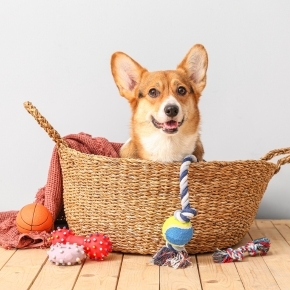 6 Pet Care Life Hacks from Pet Parents in Northamptonshire