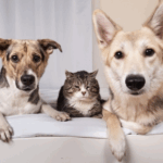 Simple Changes to Support Arthritic Pets at Home