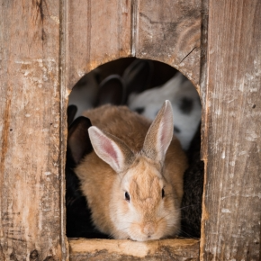 Time to Bring Small Pets Indoors in Northamptonshire?