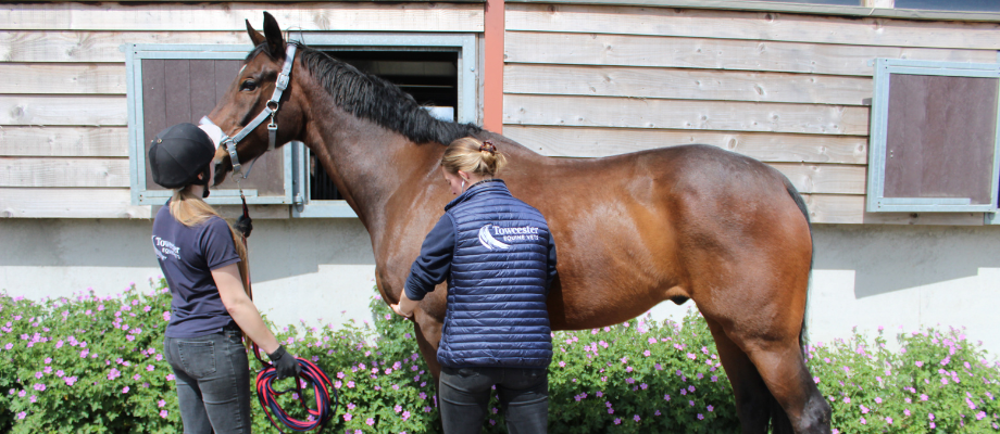 Equine Registration Form