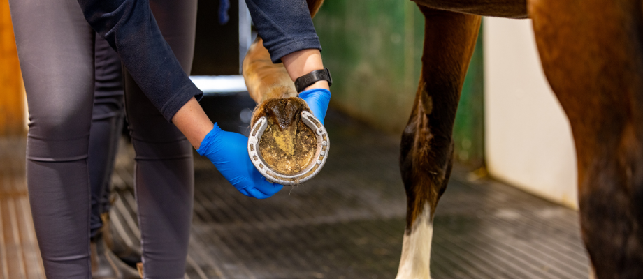 24-hour Emergency Veterinary Service