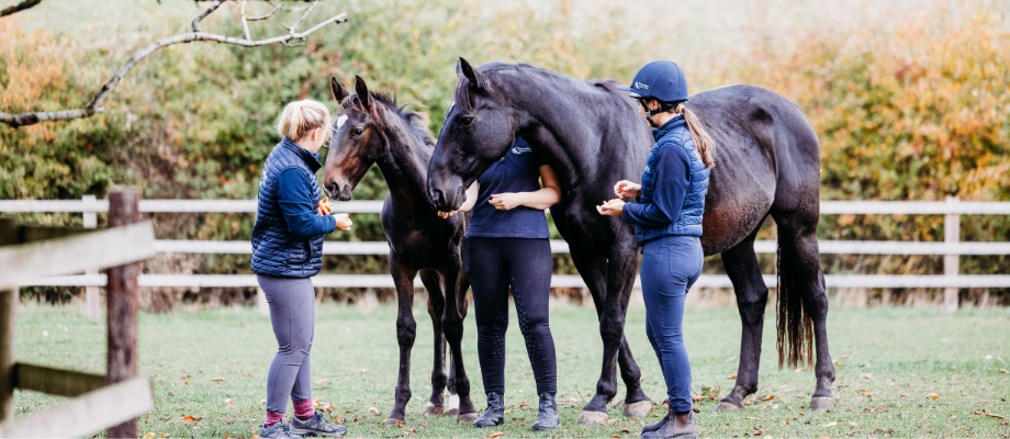 Towcester Equine Breeding Services