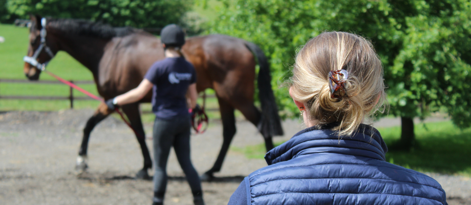 About Towcester Equine Vets