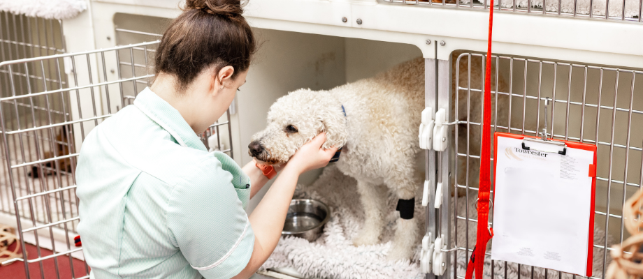 Student Vet Nurse Training