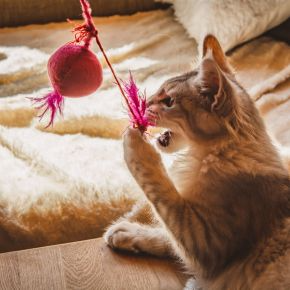 How to Exercise Cats and Encourage Play