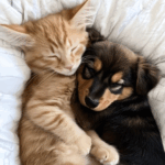 Tiny Paws, Big Needs: Keeping Very Young Pets Warm and Safe