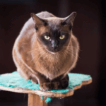 Read Towcester Vets’ Advice on Preventing Pet Diabetes