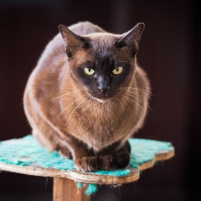 Read Towcester Vets’ Advice on Preventing Pet Diabetes