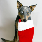 Affordable Pet Gifts Ideas for Christmas