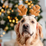 Festive Feasting: What’s on the Menu for Furry Friends?
