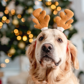 Festive Feasting: What’s on the Menu for Furry Friends?