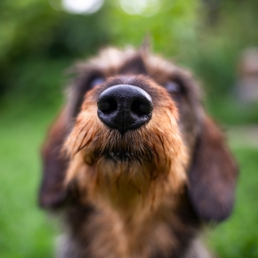 Nose Work Training for Dogs: Get Towcester Vets’ Tips