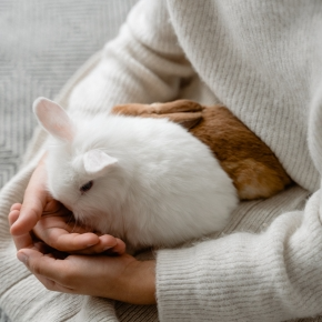 How to Bond with Rabbits and Guinea Pigs