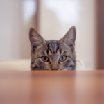 Why Do Cats Knock Things Over? Insights from Towcester Vets