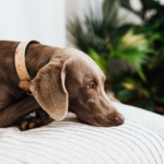 When Behaviour Changes: What It May Mean for Your Dog’s Health