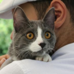 Why Prioritising Your Pet’s Health Is the Ultimate Act of Love