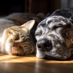 Towcester Vets on Gentler Care for Older Pets