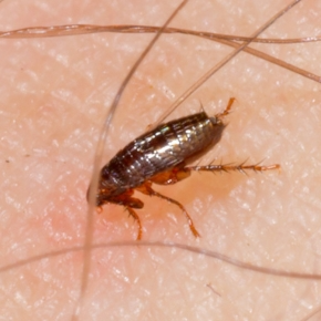 Read Towcester Veterinary Centre’s Guide to The Real “March Flea Spike”