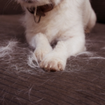 Spot the Signs of Spring Moulting vs Pet Skin Problems
