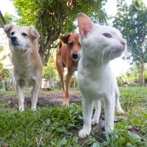 Towcester Vets Explain the Key Milestones in Your Pet’s Life