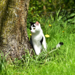 How to Combat Cat Worms