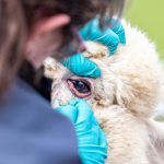 Anaemia in Camelids