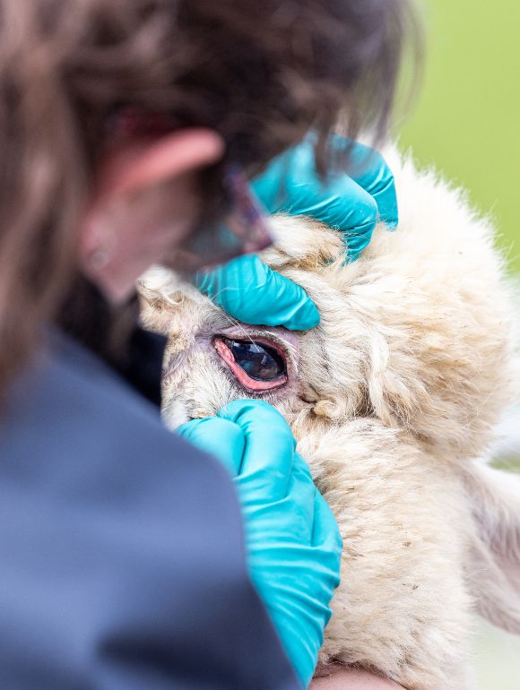 Anaemia in Camelids