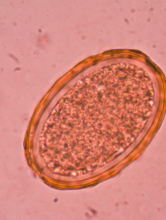 Worm Egg Count Machine: UPDATE!