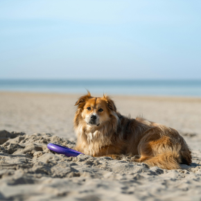 Can Cats, Dogs and Rabbits Get Sunburned? Towcester Vets Explains