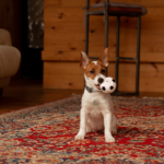 Planning a UK Holiday with Your Dog? Tips From Vets in Towcester