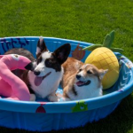 Paddling Pools for Dogs: Are They Safe?