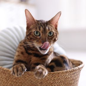 Summer Enrichment Ideas for Indoor Cats