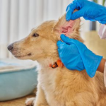 Towcester Vets on Ear Infections in Dogs