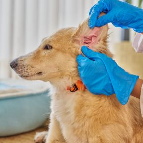 Towcester Vets on Ear Infections in Dogs