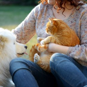 Summer Pet Care Answers from our Vets at Towcester Vets
