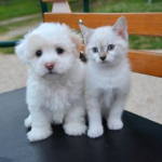 Towcester Vets’ Guide for New Puppies and Kittens
