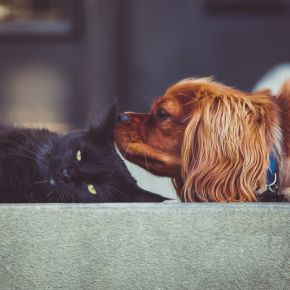 Less Play, More Rest? Subtle Signs Your Pet Might Be in Pain