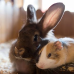 Autumn Prep: Checks for Rabbit and Guinea Pig Housing in Northamptonshire
