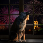 Towcester Vets’ Guide to Calming Aids Before Firework Season