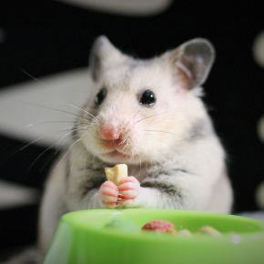 Towcester Vets Share Autumn Adjustments for Small Pets