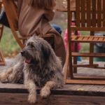Is Your Dog Ready for Autumn? How to Rebuild Training Habits